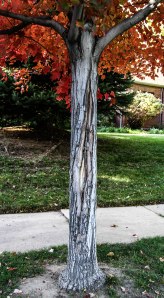 Frost cracking disfigured this stunning maple.  Fortunately, wound wood is forming to cover the damage.